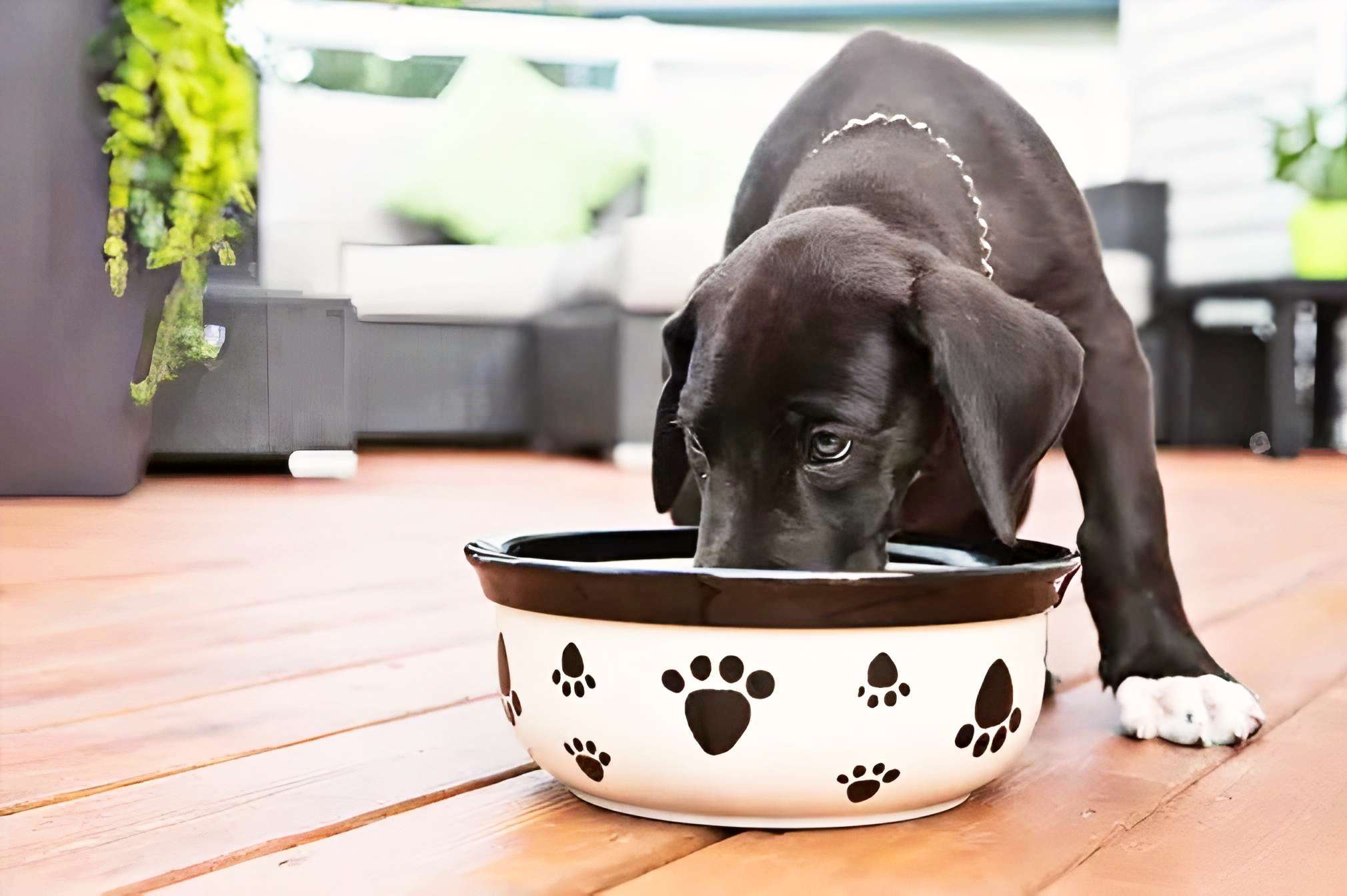 Black dog eating grain