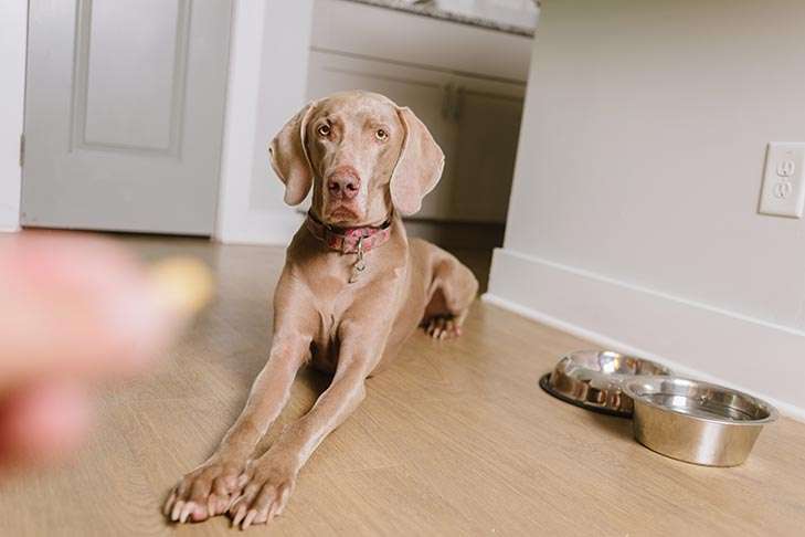 Gabapentin for Dogs: Everything You Need to Know