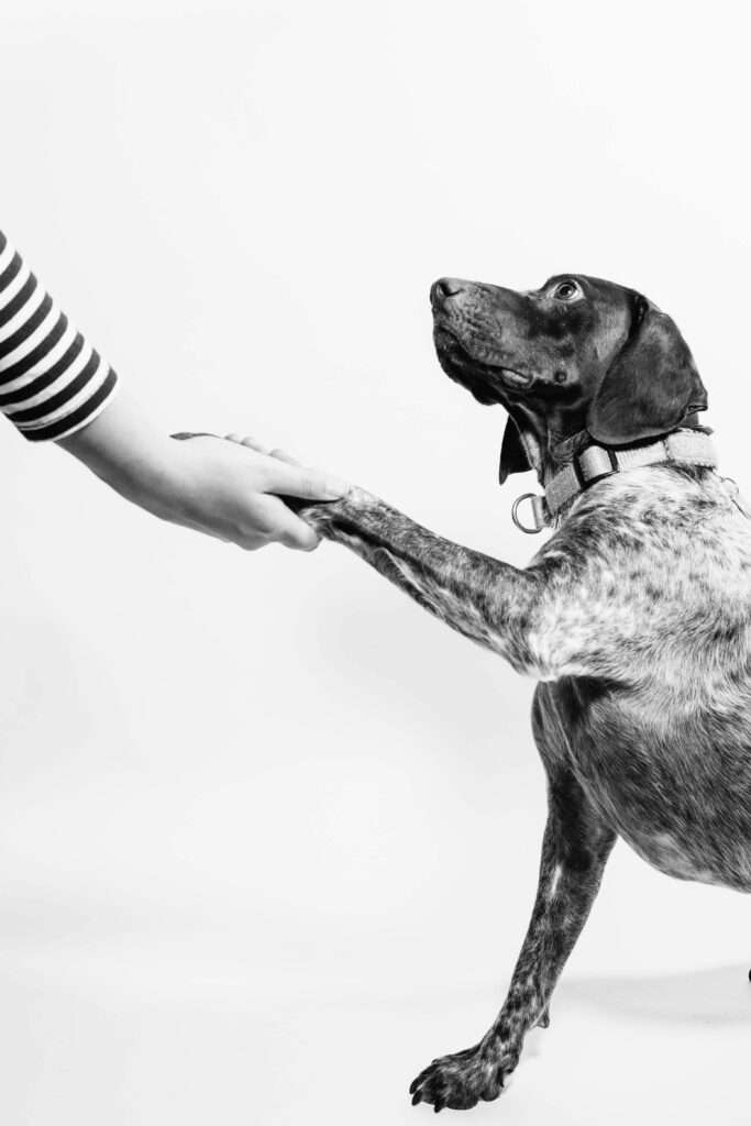 Reward vs. Punishment: A Singaporean Dog Trainer’s Guide