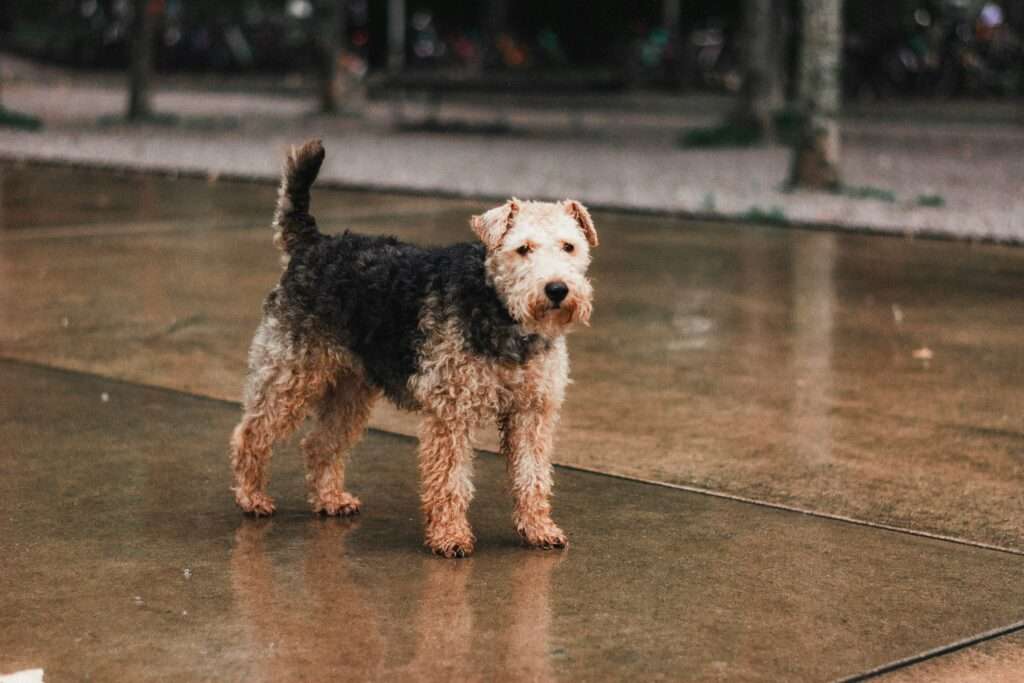 Airedale Terrier