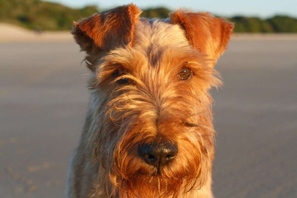 Airedale Terrier: The King of Terriers and Largest Breed