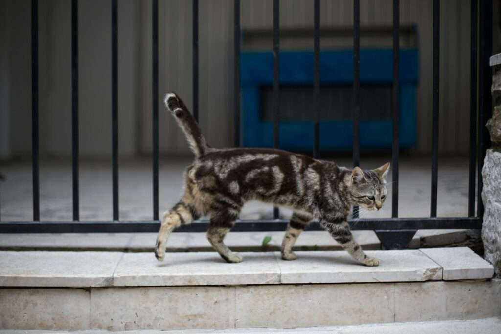 How to Train Your Cat to Walk on a Leash