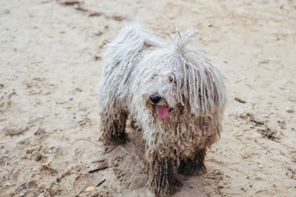 Bergamasco Sheepdog: Dog Breed Care, History & Characteristics