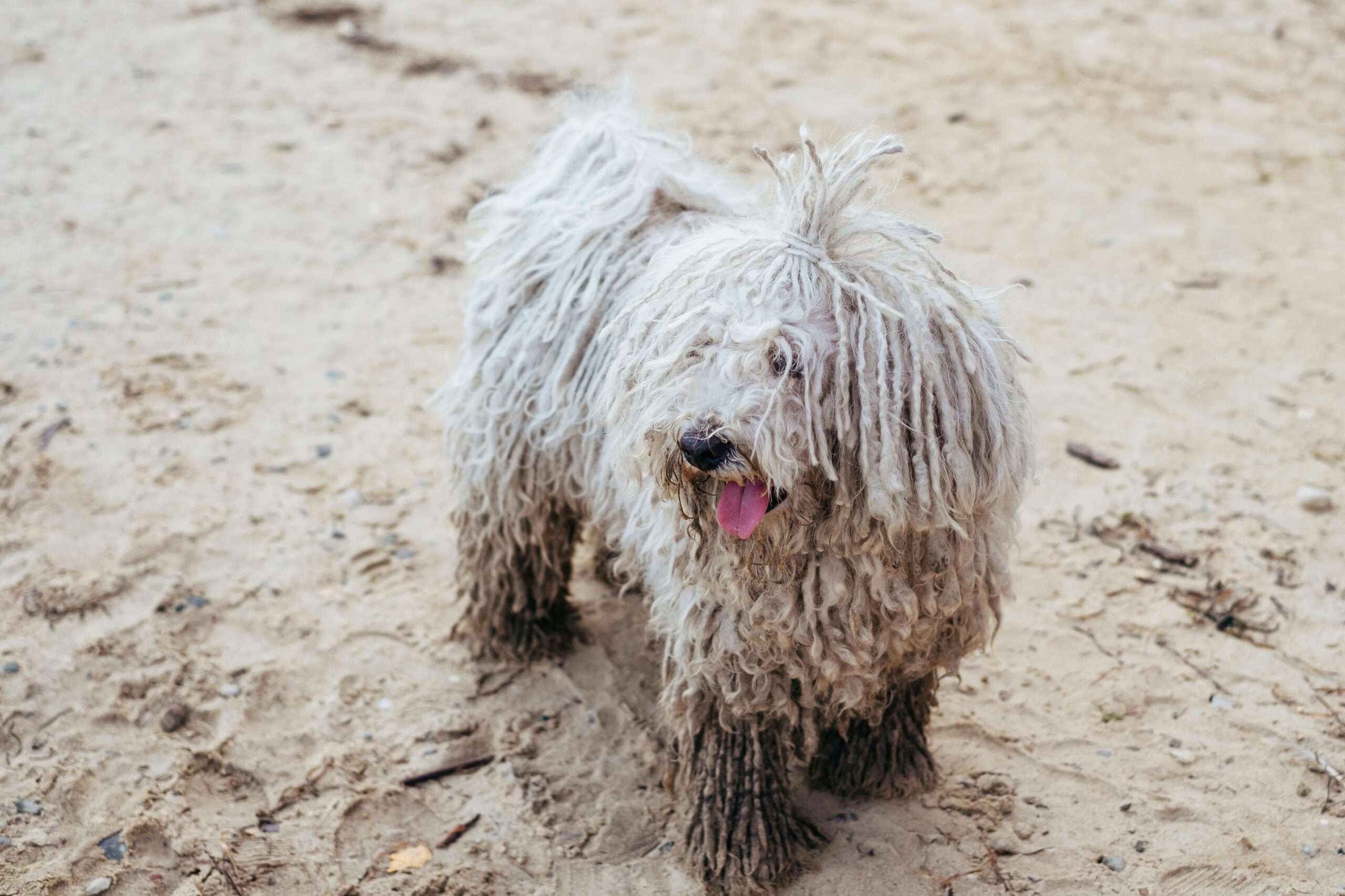 Bergamasco Sheepdog