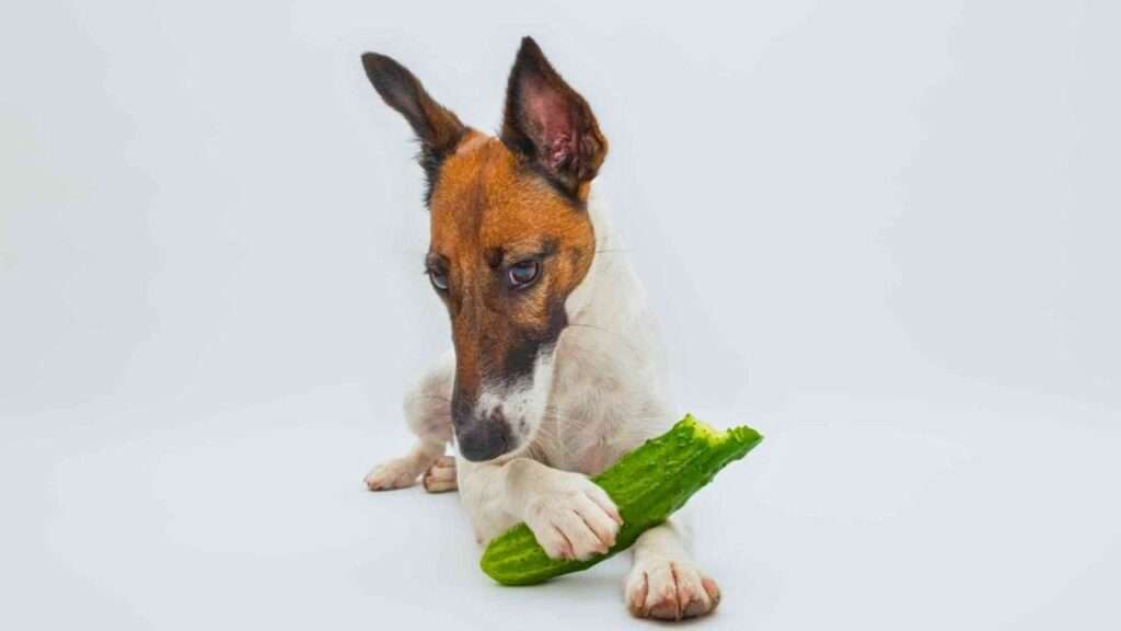 Dogs eat cucumber