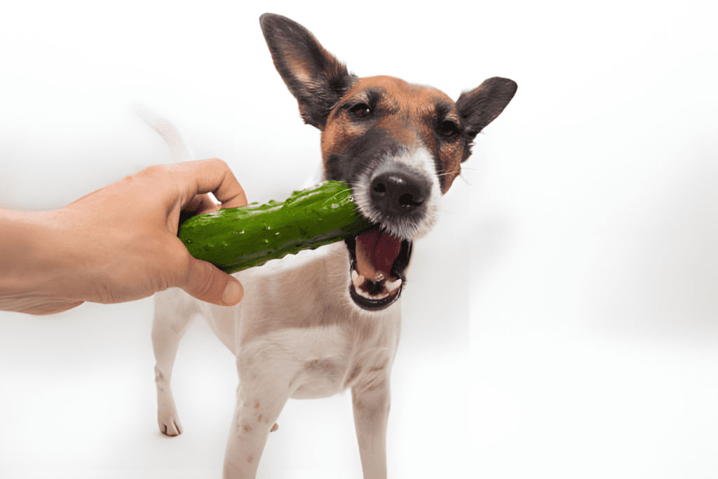 Can Dogs Eat Cucumber? Yes, It Is Safe For Dogs