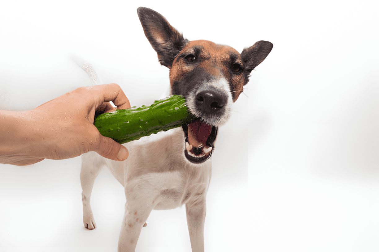 dogs eat cucumber