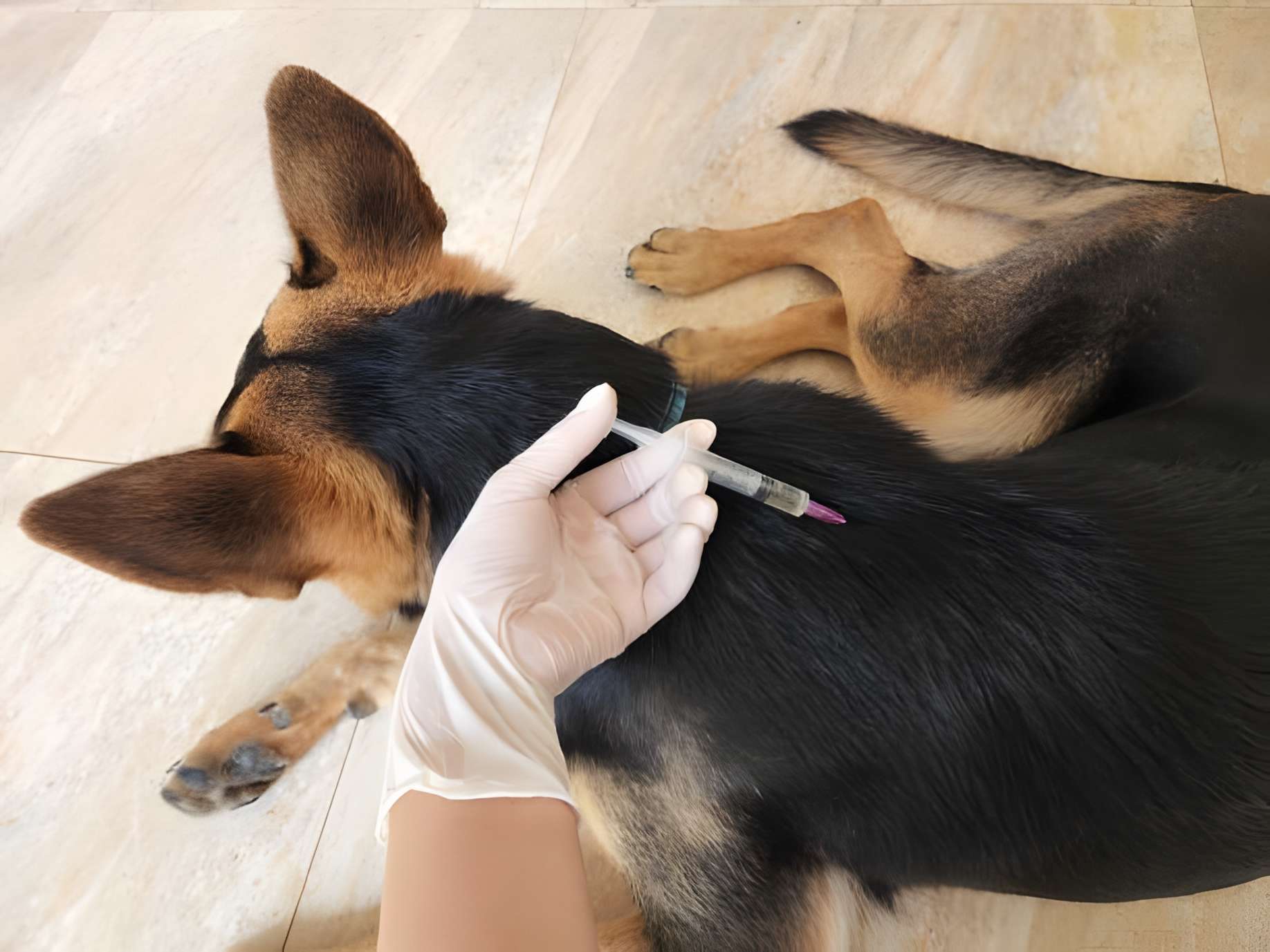 Leptospirosis in Dogs