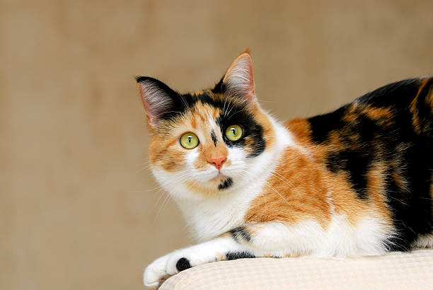 Calico Cats: Everything You Need to Know