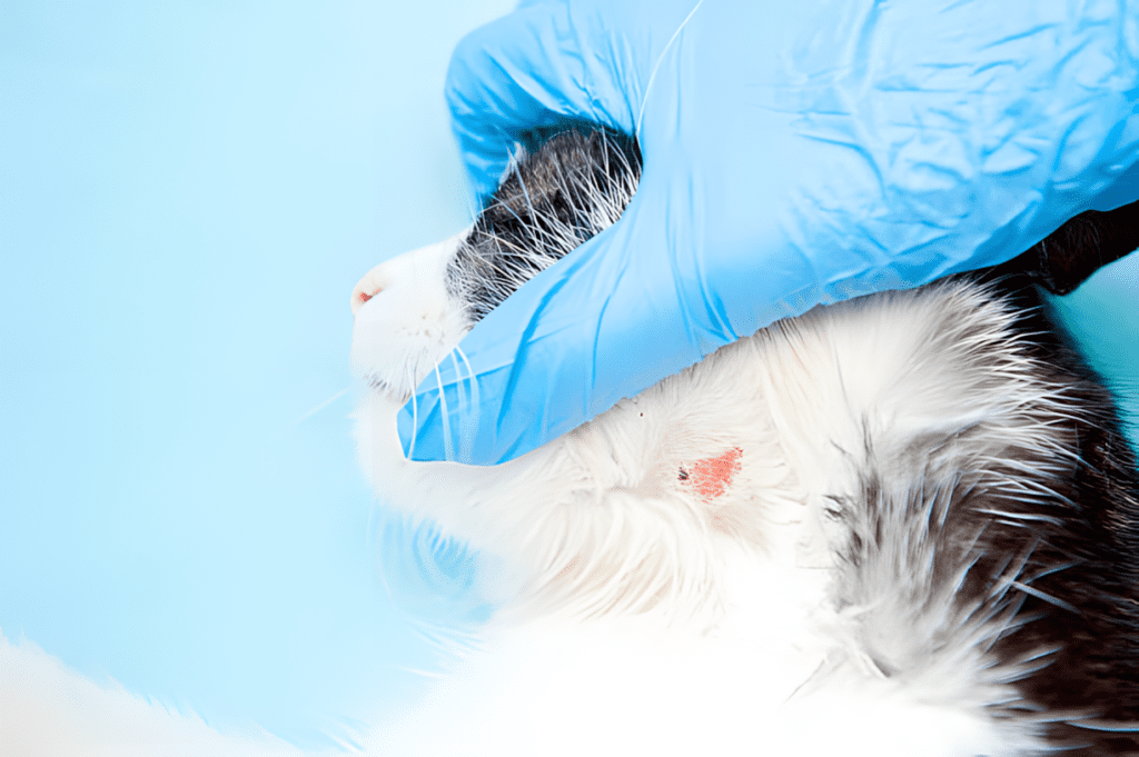 Ringworm in Cats: Symptoms, Treatment, and Prevention